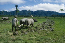 Buffalos plouging rice field.  Whasa