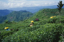 Cukul Tea Estate with pickers in the field wearing yellow conical hats.