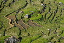 Ariel view over rice field.