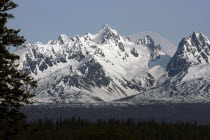 Snow covered mountain range with green treetops in the foreground