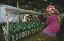 Women planting seedlings in tea estate nursery.