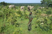 Armed wildlife guard with Savannah Elephants.