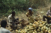 Man and women removing the husks of cocoa pods.