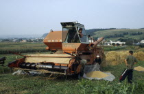 Agricultural workers collecting grain from combine harvester in plastic sheet.