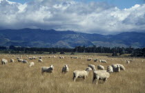 Landscape and grazing sheep.