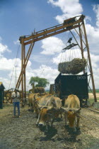 Team of oxen being used to power lifting mechanism for moving harvested sugar cane.