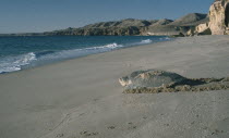 Green Turtle returning to sea after laying her eggs on beach at night.
