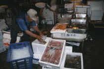 Tsukiji fish market.  Man packing squid or octopus in ice.