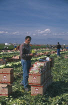 Man checking quality of celery harvest.