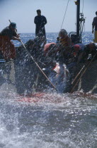 The Mattanza ritual method of netting and killing tuna fish in late Spring.  The fish are pushed into a net  enclosure  the Camera della morte and speared or hooked.