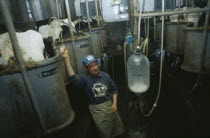 Dairyman and cows in milking parlour.
