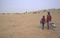 Shepherd boys with flock grazing on sparse vegetation.