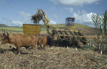 Harvesting sugar cane with mechanical harvester loading trailer pulled by team of bullocks.