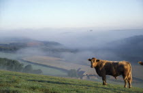 Rural landscape and farm buildings in early morning mist with bullock standing in foreground.