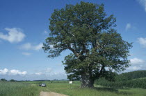 Sacred oak tree of Estonia considered a national symbol.