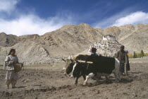 Ploughing with pair of yak during potato harvest.