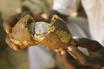 Close up of man holding an open cocoa pod