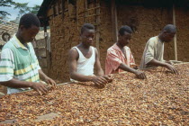 Workers sorting through cocoa beans spread out to dry.