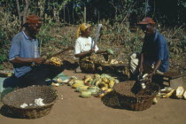 Harvested cocoa beans extracted from their pods and wrapped in banna leaves before drying.