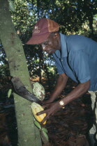 Man harvesting cocoa using machete to cut pods from tree.