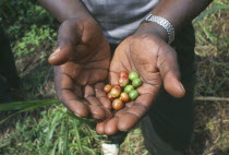 Coffee beans held in palm of hand.