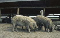 Ancient breed of curly coated Mangalica pig.  Farming