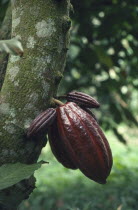 Ripe cocoa pod ready to be picked.