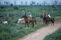 Mounted ranch hands with cattle.Brasil Brazil