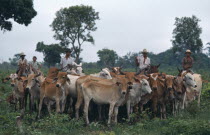 Group of cowboys on horses with cattle herd.Brasil