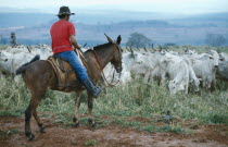 Melori cattle and cowboy on horse.Brasil Brazil