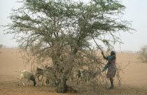 Woman shaking leaves off  Acacia tree to feed goat herd.Nomad