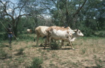 Pokot boy with cattle herd.Pastoral tribe