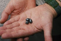 Manihi.  Black pearls held in palm of hand.