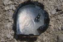 Manihi.  Open half of oyster shell with four black pearls.