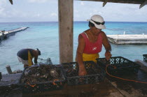 Manihi.  Women sorting black pearl oysters.
