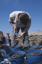 Inspector weighing catch of goose barnacle fisherman.  Fishing was banned for a year after the 2002 Prestige oil disaster and daily catches are limited to six kilos.Coast of Death  Percebeiro