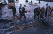 Torshavn.  Grindadrap traditional killing of pods of pilot whales.  Crowd gathered on beach to meet small fishing boats bringing in whale carcasses.  Sea red with blood.