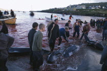 Torshavn.  Grindadrap traditional killing of pods of pilot whales.  Crowd gathered on beach to meet small fishing boats bringing in whale carcasses.