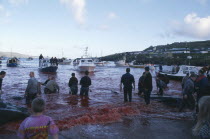 Torshavn.  Grindadrap traditional killing of pods of pilot whales.  People on beach watching flotilla of small fishing boats bring in whale carcasses.