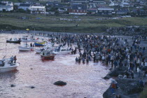 Torshavn.  Grindadrap traditional killing of pods of pilot whales.  Crowds gathered on beach to watch flotilla of small fishing boats bring in whale carcasses.