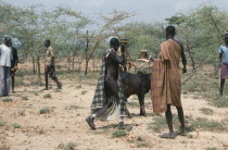 Karamojong warriors sacrificing bull at Akuidakin ceremony calling for rain.Pastoral tribe of the Plains Nilotes group related to the Masi