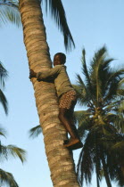 Boy climbing palm tree to gather coconuts.