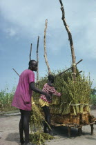 Dinka tying bundles of sesame on wooden rack to dry