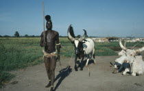 Dinka tribesman with piebald song ox. Note horns trained to particular shape to distinguish it.  The black and white markings known as marial is highly sought after.