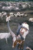 Dinka cattle camp with tribesman leaning over brown and white song ox.  Note shape of horns trained to particular growth pattern to distinguish it from others.