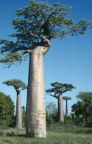 Baobab trees with one in the foreground with pegs in its trunk used as a ladder to reach and knock down the fruit