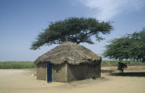 Peul house with straw roof built near Acacia trees with mule standing in the shade