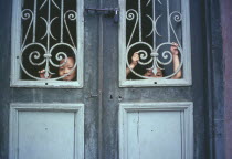 Children looking out from behind decorative ironwork door panels of house in the old French Quarter.
