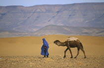 Touareg man leading camel through desert.