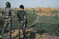 Dinka men contemplating field of tobacco  the only crop grown during the dry season.